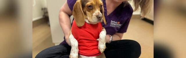 Veterinare iz azila zpanjilo ono što su videli na rendgenu: Biglica Vini okotila štence koji se retko viđaju