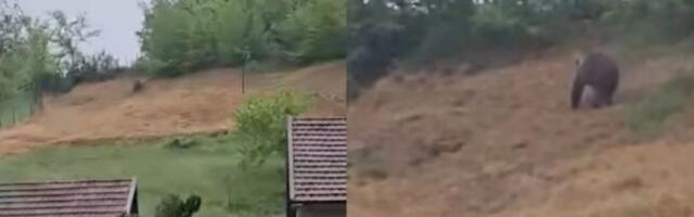 Neverovatan snimak iz Bugojna: Medved došao do kuća, šeta se kao da je u divljini a ne među kućama