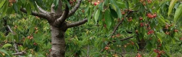 Dečak (9) se ušunjao na plac da bere trešnje, našli ga mrtvog kod šahta: Detalji tragedije kod komšija
