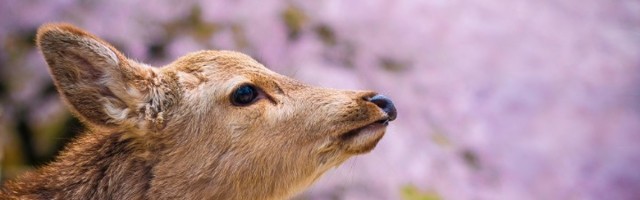 Japanski grad u kojem gospodare jeleni