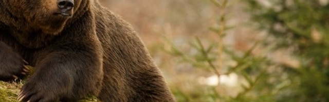 Mečka sa dva mečeta upala u seosko domaćinstvo Nedića!