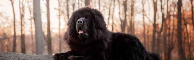 Tibetanski mastif – pas koji uliva strah u kosti