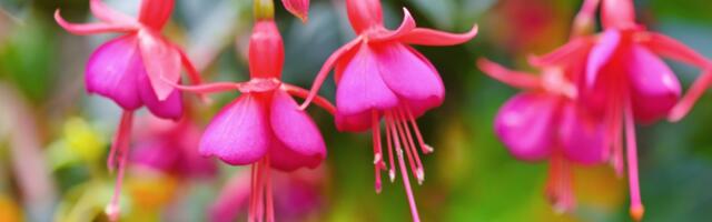 Fuksija - kako negovati ovu predivnu biljku