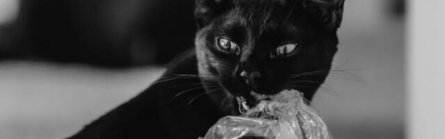 Mačak britanskog premijera zvezda na društvenim mrežama sa političkim porukama