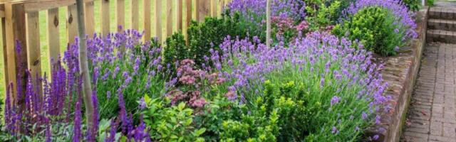 5 biljaka od kojih bašta miriše kao raj: Umiruju i teraju insekte - prolećna magija u saksiji