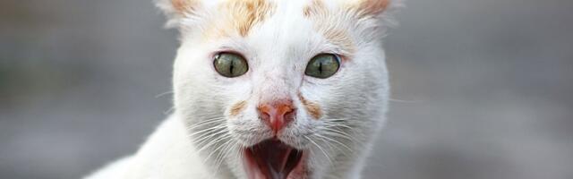 Nesvakidašnja intervencija vatrogasaca, pogledajte gde je mačka zapela: "Spasili smo ih puno, ali ovo..."