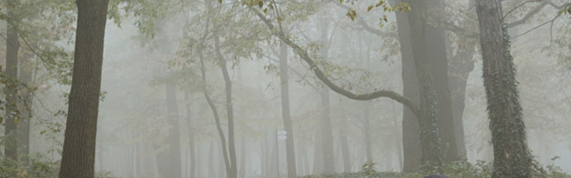 Da li bi i šume mogle da postanu izvor emisija ugljen-dioksida?