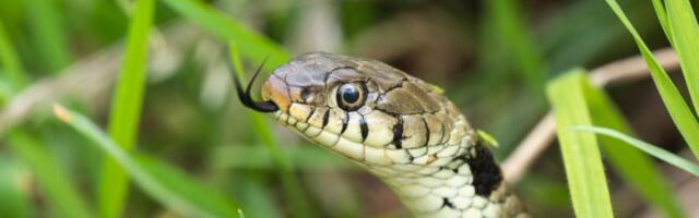 DRAMA NA AUTO-PUTU! Muškarca iz Vladičinog Hana DVA PUTA UJELA ZMIJA, policija ga zasutavila na putu do bolnice, A ONDA SE DESILO OVO! (FOTO)