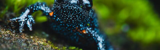 Retka žaba sa "zvezdanom kožom" na ivici izumiranja, krivicu snose i nesavesni fotografi