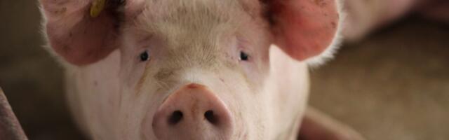 Preživela je 29-ti, Novu i Božić, ali pred Svetog Jovana rešila je da pobegne: Urnebesni snimak iz Batajnice