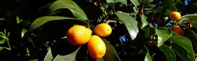 Mali kao maslina, a jači od citrusa: Voće koje potcenjujemo godinama čini čuda za imunitet i jede se sa korom