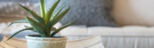 Najčešća greška koja ubija aloe veru u Srbiji - nije ono što mislite