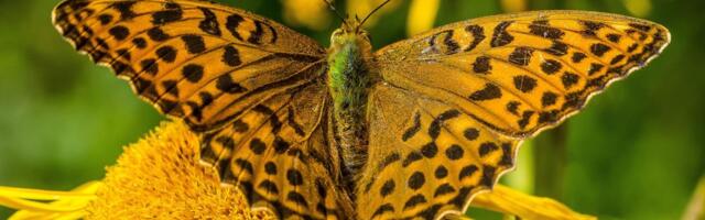 Više od polovine vrsta leptira Velike Britanije u opadanju