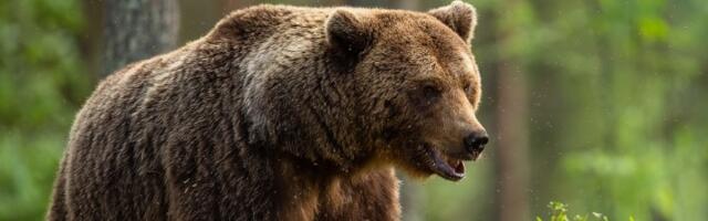 USTRELJENA ZVER Ona u bašti - A MEDVED PORED NJE