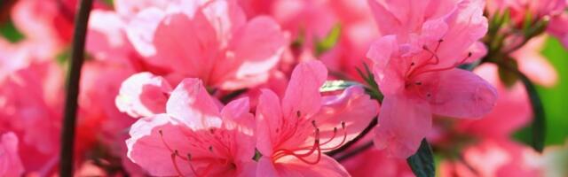 Cveće koje sada treba da posadite! Imaćete NAJLEPŠI ukras u bašti (FOTO)