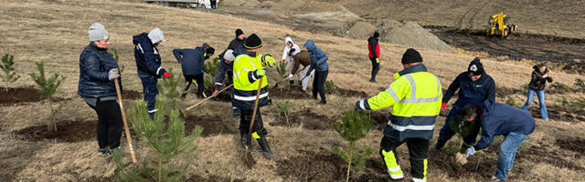 Još 1.308 sadnica crnog bora zasađeno na Zlatiboru (VIDEO)