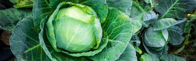 Kupus kao zvezda posne trpeze: Recept za prazničnu salatu o kojoj će svi pričati