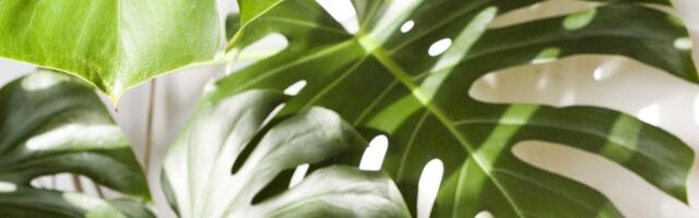 Kako da vam monstera razvije prepoznatljive šuplje listove: Uradite ovo i uspeće