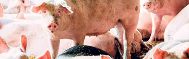 Шпанија обавестила СЗО о могућем преносу свињског грипа са човека на човека