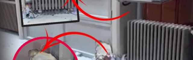 TRAGEDIJA NA FILOZOFSKOM KAO POSLEDICA ANARHIJE IZAZVANE BLOKADAMA: Rasulo rezultiralo smrću devojke, neko će morati da odgovara!