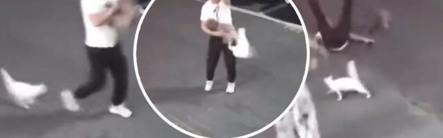 Mačka napala čoveka i njegovog psa: Agresija na maksimum! Ljudi gledaju snimak i krste se