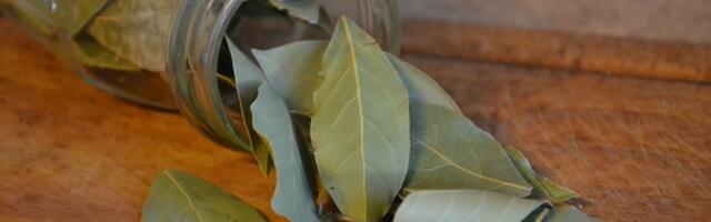 Stavite lovorov list u kuhinju i rešite problem koji muči mnoga domaćinstva: Bubašvabe beže napolje