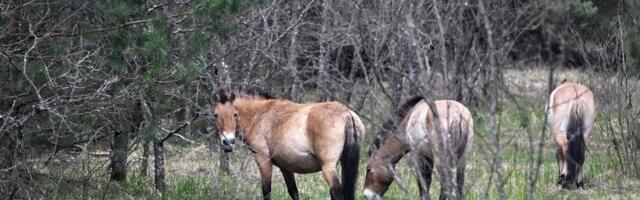 Zašto oko Černobilja ponovo žive vukovi, divlji konji, bizoni, retke ptice… 40 godina od nuklearne katastrofe