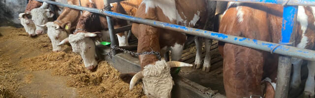 Veterinarski institut ‘Kraljevo’ imenovan za svetsku Referentnu laboratoriju za kvrgavu kožu krava