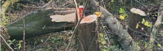 Mirijevci u borbi da sačuvaju jedinu šumu u tom delu grada: Prikupljaju potpise na više lokacija
