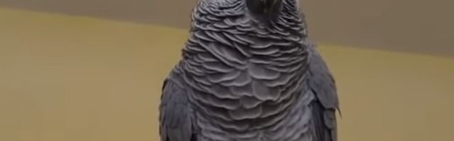 Hugo je najpametniji papagaj na Balkanu, a priča i srpski! (VIDEO)