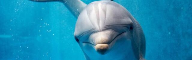 U Boki spasili mladunče delfina posle „tatinog“ apela za pomoć