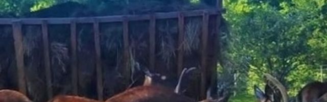 Kralj šuma se vraća kući: Ove životinje sa strašću je gajio i Stefan Nemanja