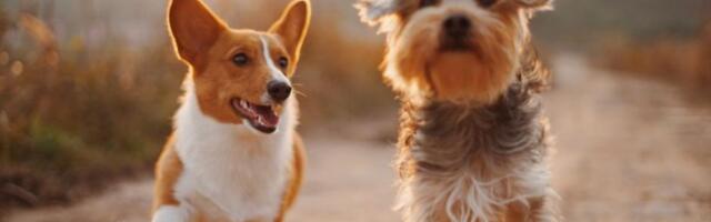 Zašto psi grebu svoj krevet pre nego što legnu? To nije slučajno