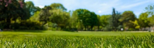 Ova jeftina namirnica vraća blistavu zelenu boju vašem travnjaku - Oživite dvorište na lak način