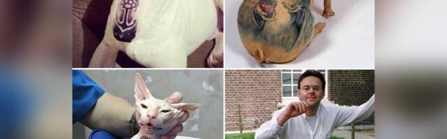 Brazil zabranio TETOVIRANJE i PIRSING kućnih ljubimaca: Stroge kazne, zatvor i oduzimanje životinja