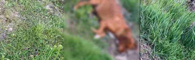 U Belanovcu kod Leskovca ubijaju pse iz vazdušne puške