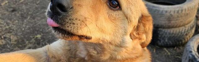 Udomi, ne kupuj: Čupko je izrastao u prelepog psa i još uvek čeka da ga neko odabere