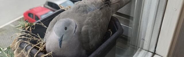 Neverovatna scena iz Borče raznežila Srbiju: Gugutka svila gnezdo u saksiji, mladi oko nje, snimak govori sve