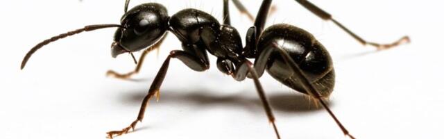 Prolećna invazija mrava: Kako ih zaustaviti i kada zvati stručnjake?