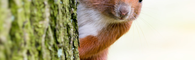 Veverica se "napila" nakon što je pojela fermentirane kruške (VIDEO)