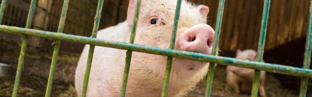 Nakon godinu dana slepe miševe oslobađaju krivice: naučnici otkrili da je za koronu kriva svinja