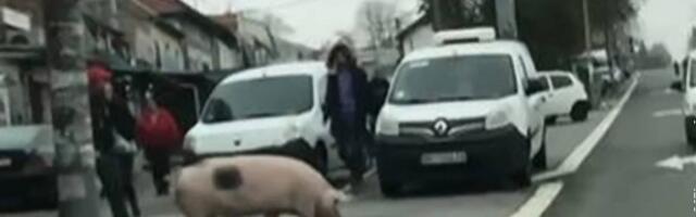 Izgubljeni kućni ljubimac ili samo regularni vikend - svinja se prošetala Karaburmom