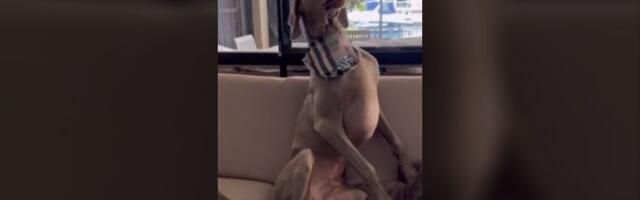 Kuče voli muziku - zasviralo za "sve pare"