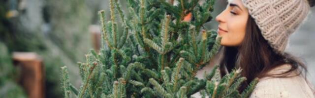 Evo koliko koštaju jelke s busenom u rasadnicima i kada možete da ih kupite