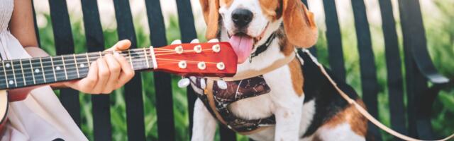 Žena koja je izgradila biznis na muzici za kućne ljubimce