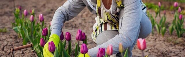 Sređivanje vrta u martu: 6 baštovanskih zadataka koje morate završiti pre kraja meseca