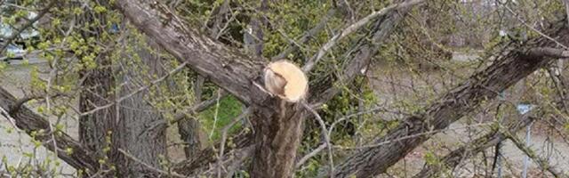 Pokret Bravo: Drvo ginko staro više od 100 godina oštećeno u Futoškom parku