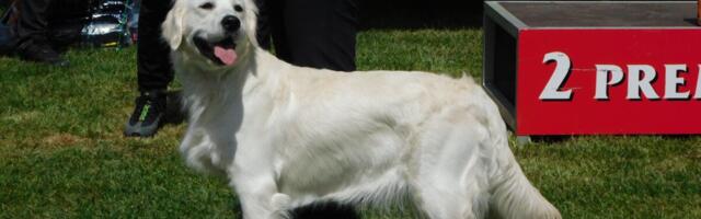 ŠESTA IZLOŽBA PASA SVIH RASA U etno-selu "Sunčana reka" pored Drine! (FOTO)