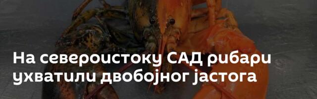 На североистоку САД рибари ухватили двобојног јастога