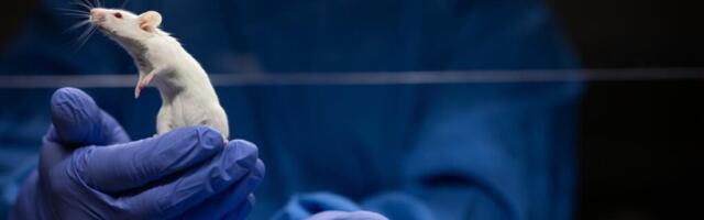 Kontracepcija za „super pacove“ – Evropa protiv invazije glodara